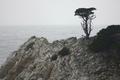 Point Lobos Seascape