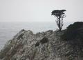 Point Lobos Seascape