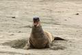 Elephant Seal