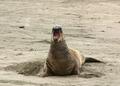 Elephant Seal