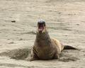 Elephant Seal