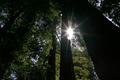 Redwood Sun