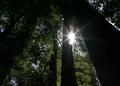 Redwood Sun