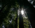Redwood Sun