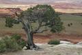 Utah Tree