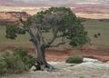 Utah Tree
