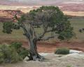Utah Tree