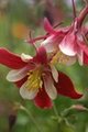Columbines