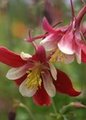 Columbines