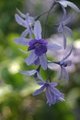 Purple Flowers