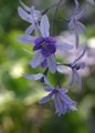 Purple Flowers