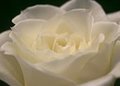 White Rose