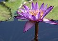Water Lily