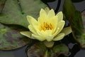Water Lily