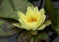 Water Lily