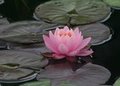 Water Lily
