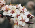 Cherry Blossoms