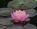 Water Lily