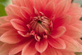 Dahlia
