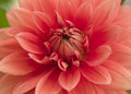 Dahlia