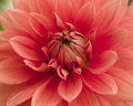 Dahlia
