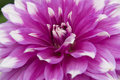 Dahlia