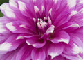 Dahlia