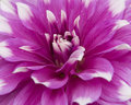 Dahlia