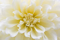 Dahlia