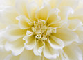 Dahlia