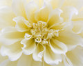 Dahlia