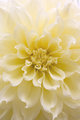 Dahlia