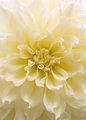 Dahlia