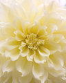 Dahlia