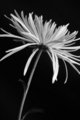 Chrysanthemum