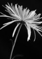 Chrysanthemum