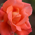 Coral Rose