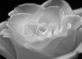 White Rose