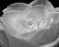 White Rose