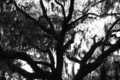 Cypress Tree