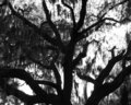 Cypress Tree