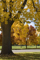 Autumn Tree