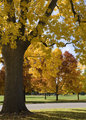 Autumn