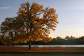Tree in Autumn