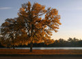 Tree in Autumn