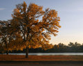 Tree in Autumn