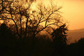Trees at Sunset