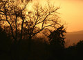 Trees at Sunset
