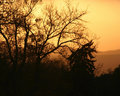 Trees at Sunset