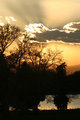Trees at Sunset